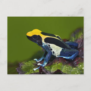 Brazilian Cobalt Dart Frog, Dendrobates Postcard