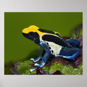 Brazilian Cobalt Dart Frog, Dendrobates Poster