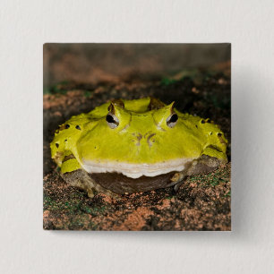 Brazilian Horn Frog, Ceratophrys cornuta, 2 15 Cm Square Badge