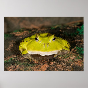 Brazilian Horn Frog, Ceratophrys cornuta, 2 Poster