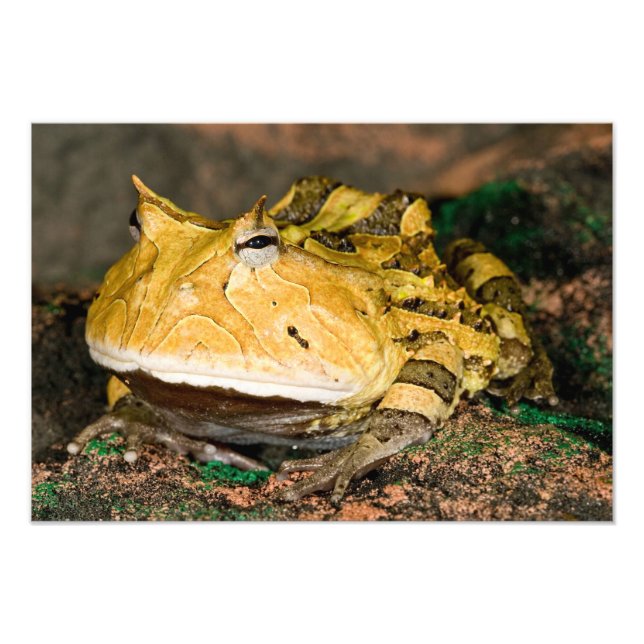 Brazilian Horn Frog, Ceratophrys cornuta, 3 Photo Print (Front)