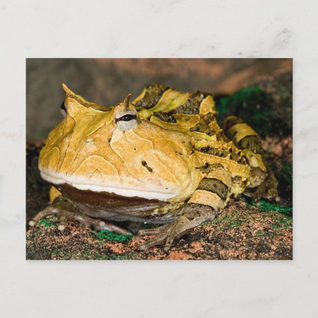 Brazilian Horn Frog, Ceratophrys cornuta, 3 Postcard (Front)