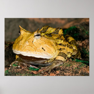 Brazilian Horn Frog, Ceratophrys cornuta, 3 Poster