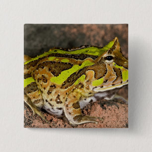 Brazilian Horn Frog, Ceratophrys cornuta, Native 15 Cm Square Badge