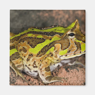Brazilian Horn Frog, Ceratophrys cornuta, Native Magnet