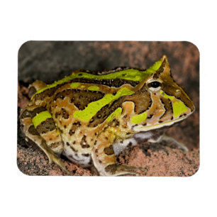 Brazilian Horn Frog, Ceratophrys cornuta, Native Magnet