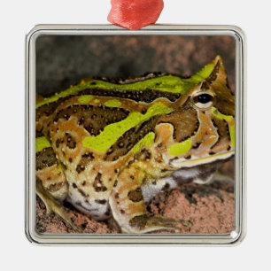 Brazilian Horn Frog, Ceratophrys cornuta, Native Metal Tree Decoration