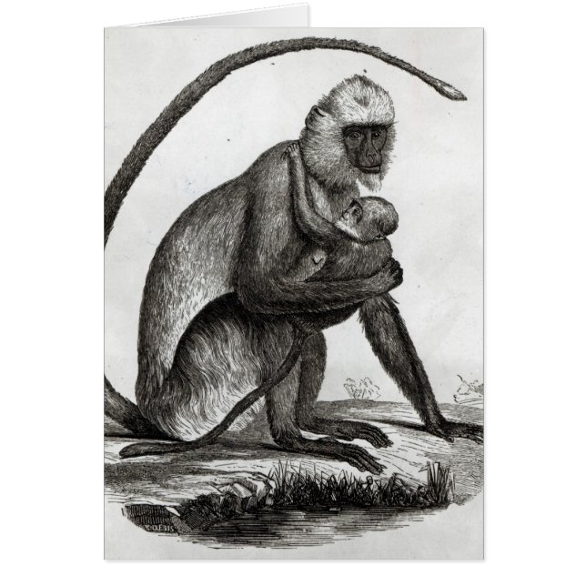 Brazilian Monkey (Front)