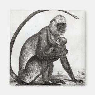 Brazilian Monkey Magnet