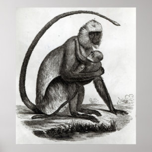Brazilian Monkey Poster