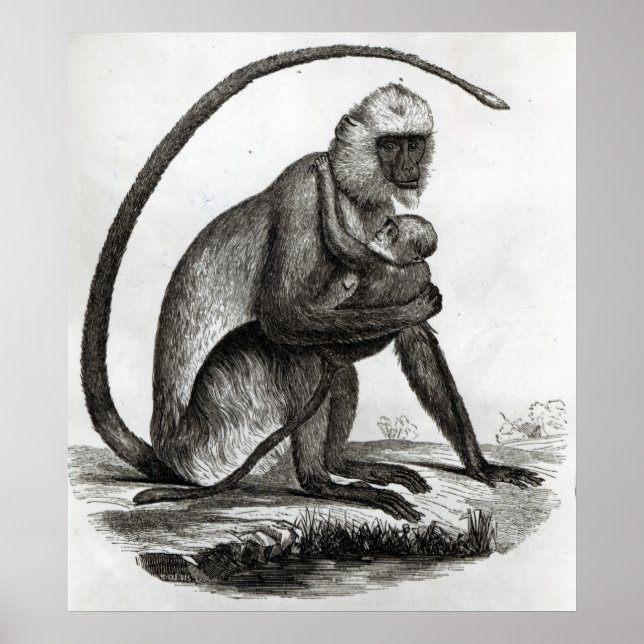 Brazilian Monkey Poster (Front)