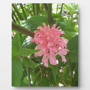 Brazilian plume flower plaque