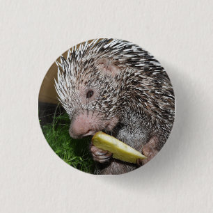 Brazilian porcupine or Prehensile-tailed porcupine 3 Cm Round Badge
