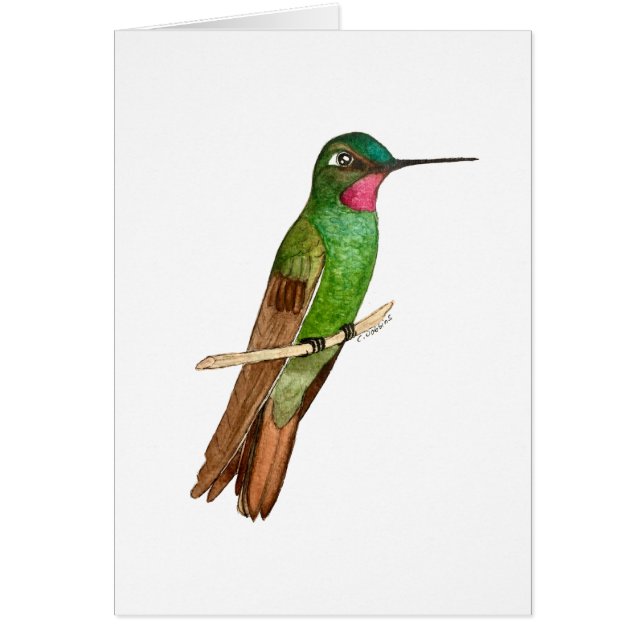 Brazilian Ruby Hummingbird   (Front)