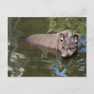 Brazilian Tapir (Tapirus terrestris) Postcard