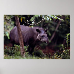 Brazilian Tapir (Tapirus terrestris) Poster