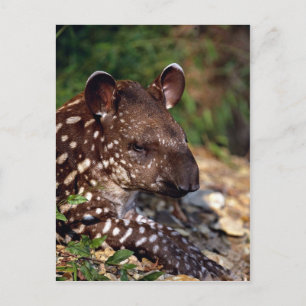 Brazilian tapir, young calf postcard