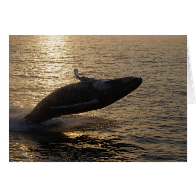 Breaching Humpback (Front Horizontal)