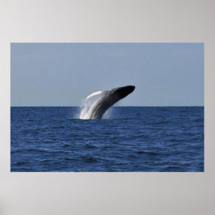 Breaching Humpback Poster