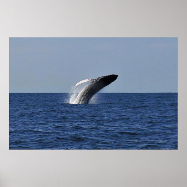 Breaching Humpback Poster (Front)