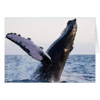 Breaching Humpback Whale #1, Blank Inside