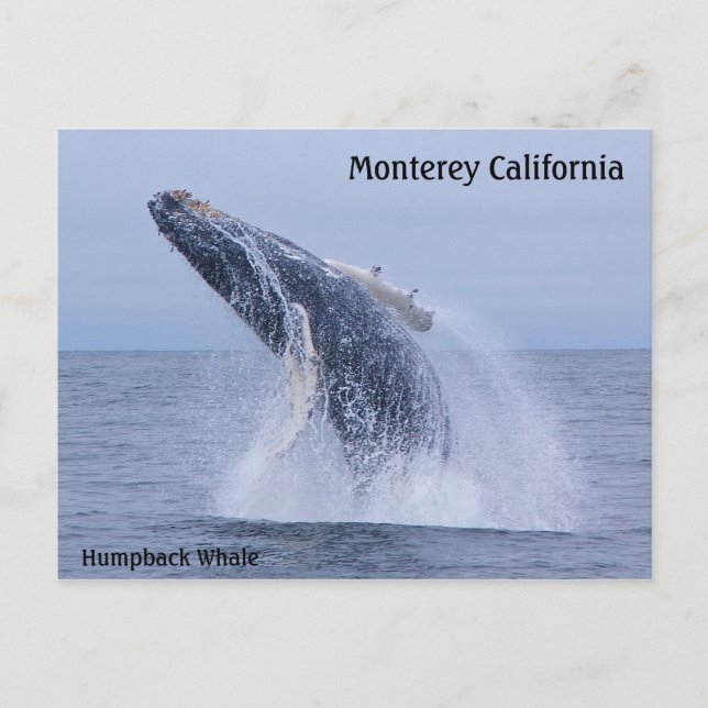 Breaching Humpback Whale Calf  Postcard (Front)