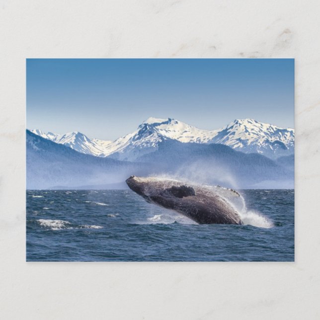 Breaching Humpback Whale In Alaska Postcard (Front)