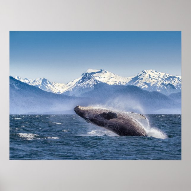 Breaching Humpback Whale In Alaska Poster (Front)