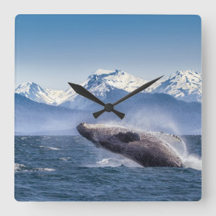 Breaching Humpback Whale In Alaska Square Wall Clock