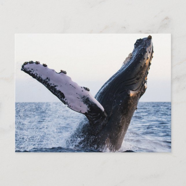 Breaching humpback whale postcard (Front)