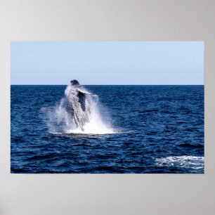 Breaching Humpback Whale Poster
