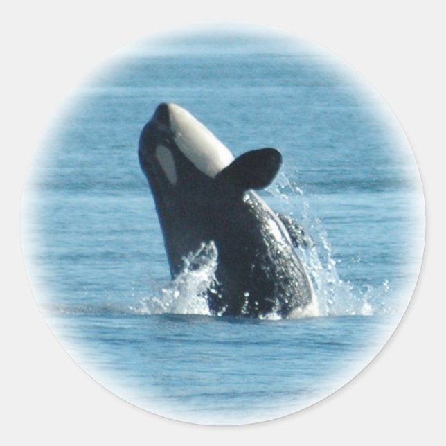 Breaching Orca Stickers (Front)