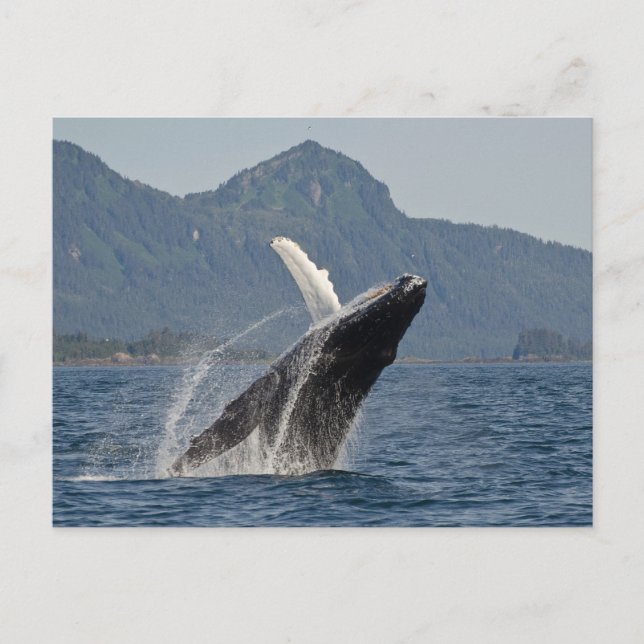 breaching whale postcard (Front)