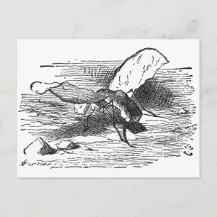 Bread and Butter Fly Postcard