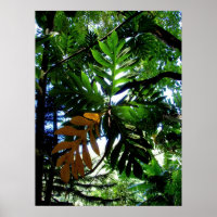 Bread Fruit Tree