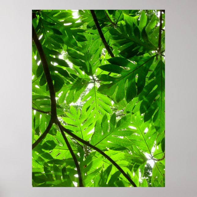 Breadfruit Tree Leaves Poster (Front)