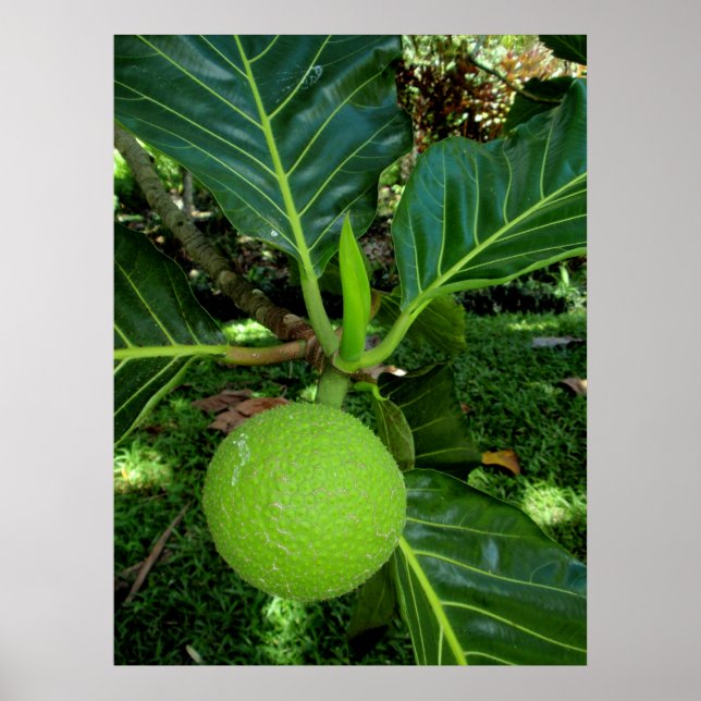 Breadfruit Tree Poster (Front)