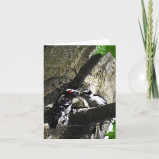 Breakfast (Downy Woodpecker #1) - Blank Note Card