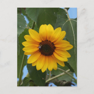 Breakfast for a Bee !! Postcard