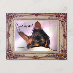 Breakfast in bed Yorkie? Postcard