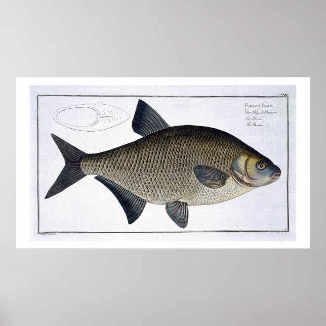 Bream (Cyprinus Brama) plate XIII from 'Ichthyolog Poster (Front)