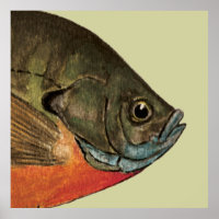 Bream Fishing