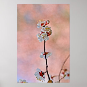 Breathtaking Japanese Apricot Flowers Poster