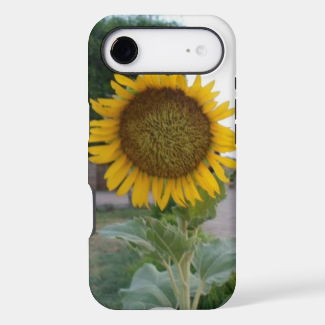 Breathtaking Natural Sunflower | Golden Radiance A (Back)