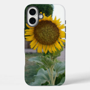 Breathtaking Natural Sunflower   Golden Radiance A iPhone 16 Plus Case