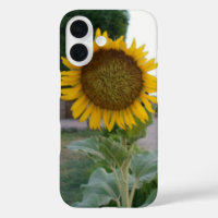 Breathtaking Natural Sunflower | Golden Radiance A