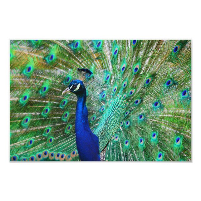 Breathtaking Peacock Picture Photo Print (Front)