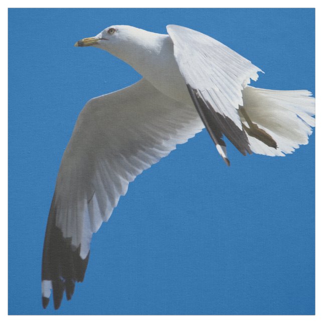 Breathtaking Ring-Billed Gull in Flight Fabric (Swatch)