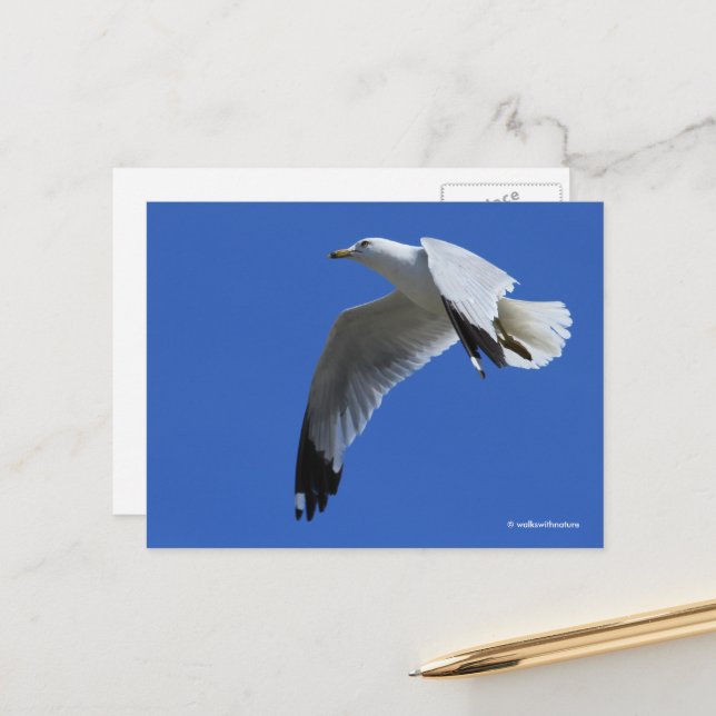 Breathtaking Ring-Billed Gull in Flight Postcard (Front/Back In Situ)