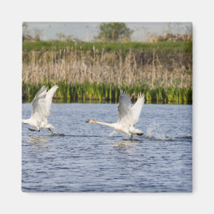 Breeding pair of tundra swans takeoff for magnet